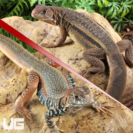 Giant Butterfly Agamas (Leiolepis guttata) For Sale - Underground Reptiles