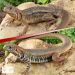 Giant Butterfly Agamas (Leiolepis guttata) For Sale - Underground Reptiles