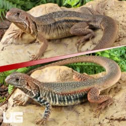 Giant Butterfly Agamas (Leiolepis guttata) For Sale - Underground Reptiles