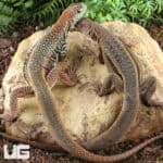 Giant Butterfly Agamas (Leiolepis guttata) For Sale - Underground Reptiles