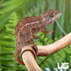 Angel's Chameleons For Sale - Underground Reptiles