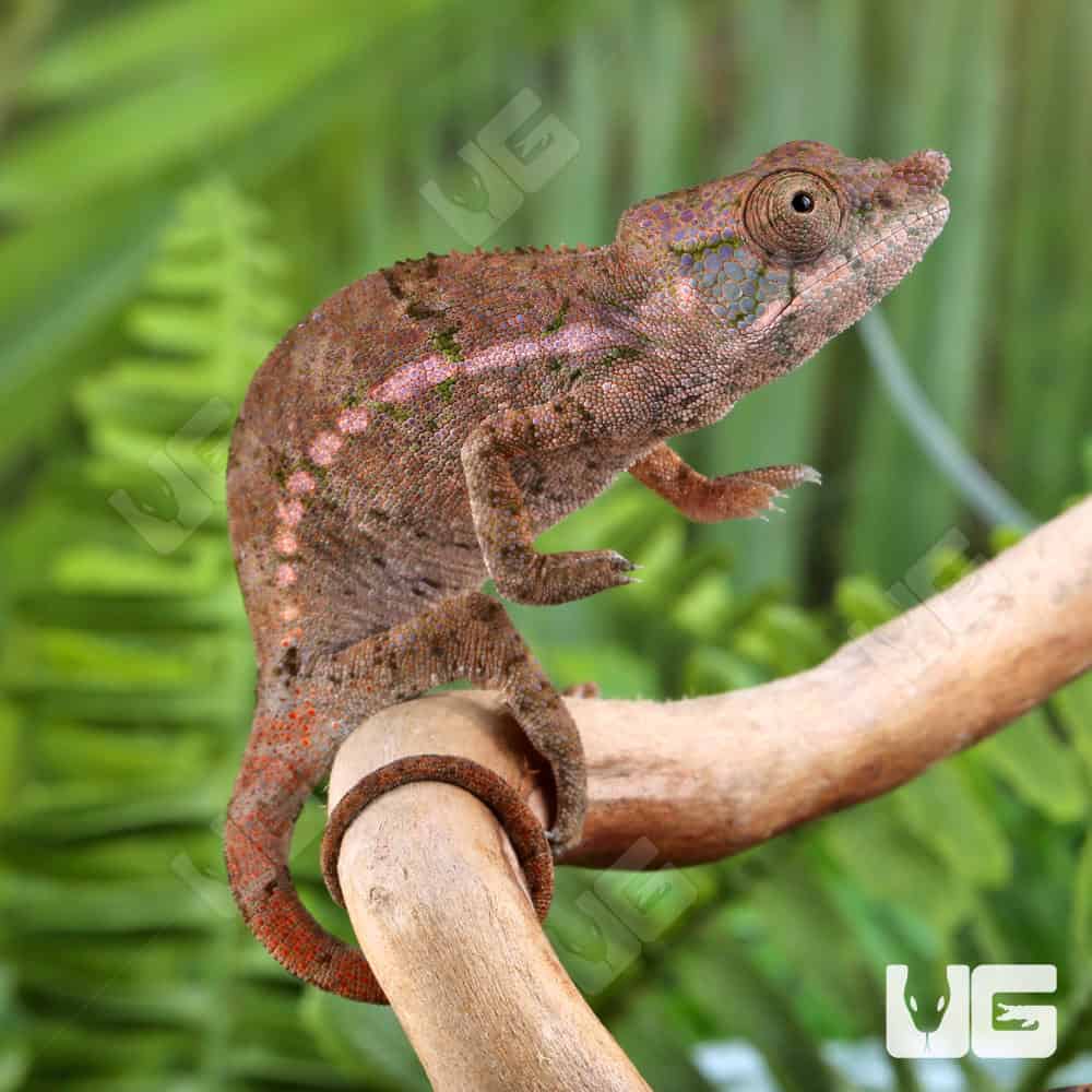 Angel's Chameleons For Sale - Underground Reptiles