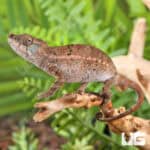 Angel's Chameleons For Sale - Underground Reptiles