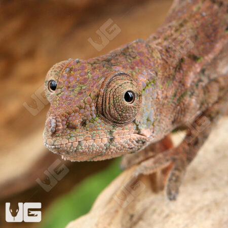 Angel's Chameleons For Sale - Underground Reptiles