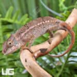 Angel's Chameleons For Sale - Underground Reptiles