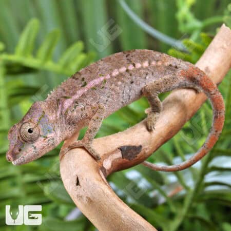 Angel's Chameleons For Sale - Underground Reptiles