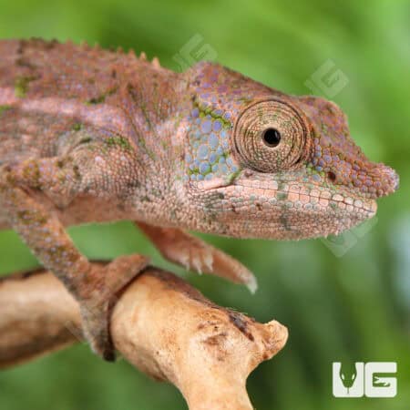Angel's Chameleons For Sale - Underground Reptiles