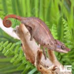 Angel's Chameleons For Sale - Underground Reptiles