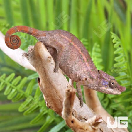 Angel's Chameleons For Sale - Underground Reptiles