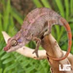 Angel's Chameleons For Sale - Underground Reptiles