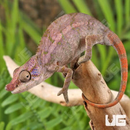 Angel's Chameleons For Sale - Underground Reptiles