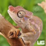 Angel's Chameleons For Sale - Underground Reptiles