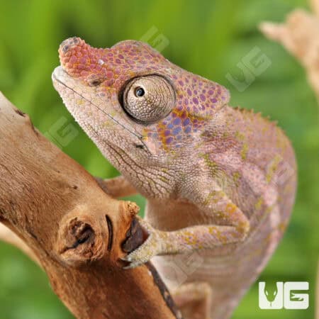 Angel's Chameleons For Sale - Underground Reptiles