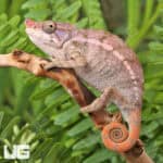 Angel's Chameleons For Sale - Underground Reptiles