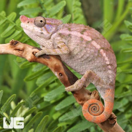 Angel's Chameleons For Sale - Underground Reptiles