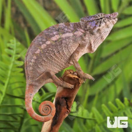 Angel's Chameleons For Sale - Underground Reptiles
