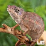 Angel's Chameleons For Sale - Underground Reptiles
