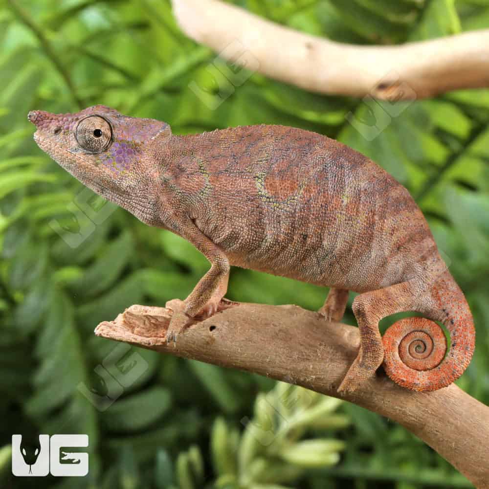 Angel's Chameleons For Sale - Underground Reptiles