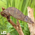 Angel's Chameleons For Sale - Underground Reptiles