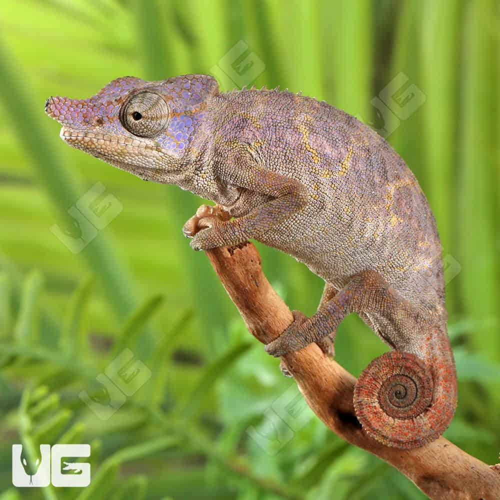 Angel's Chameleons For Sale - Underground Reptiles