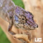 Angel's Chameleons For Sale - Underground Reptiles