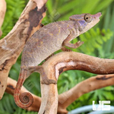 Angel's Chameleons For Sale - Underground Reptiles