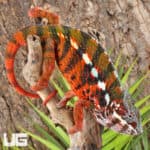 Antiahala Panther Chameleons For Sale - Underground Reptiles
