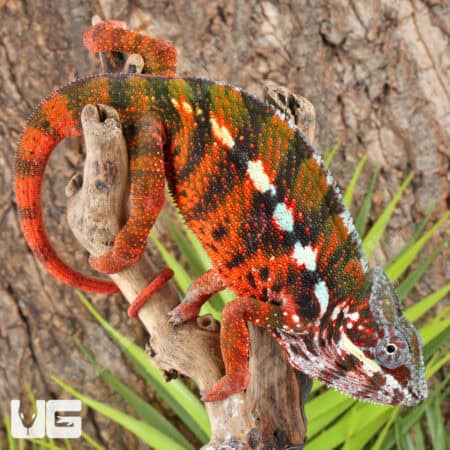 Antiahala Panther Chameleons For Sale - Underground Reptiles