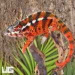 Antiahala Panther Chameleons For Sale - Underground Reptiles
