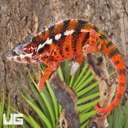 Antiahala Panther Chameleons For Sale - Underground Reptiles