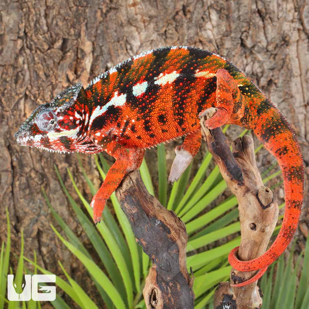 Antiahala Panther Chameleons For Sale - Underground Reptiles