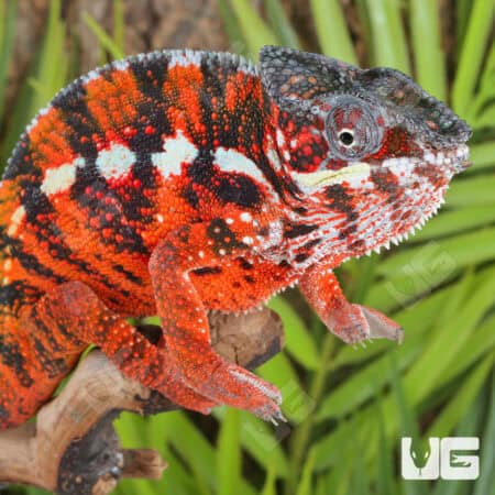 Antiahala Panther Chameleons For Sale - Underground Reptiles