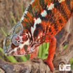 Antiahala Panther Chameleons For Sale - Underground Reptiles