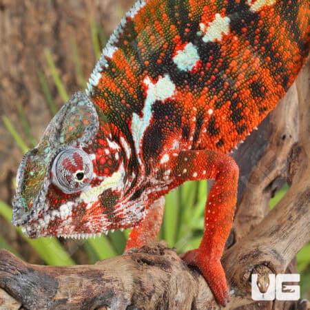 Antiahala Panther Chameleons For Sale - Underground Reptiles