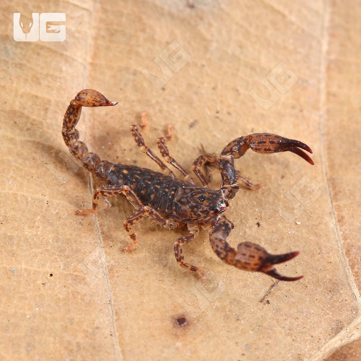 Pygmy Wood Scorpion For Sale - Underground Reptiles