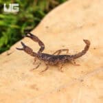 Pygmy Wood Scorpion For Sale - Underground Reptiles