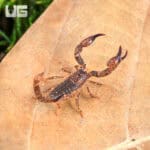 Pygmy Wood Scorpion For Sale - Underground Reptiles