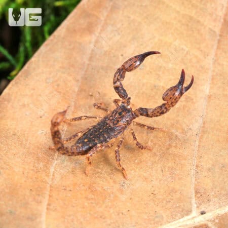 Pygmy Wood Scorpion For Sale - Underground Reptiles