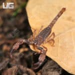 Pygmy Wood Scorpion For Sale - Underground Reptiles