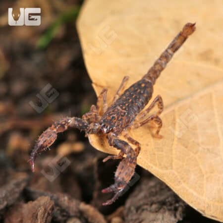 Pygmy Wood Scorpion For Sale - Underground Reptiles