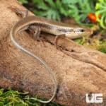 Red Sided Skinks For Sale - Underground Reptiles