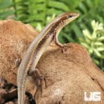 Red Sided Skinks For Sale - Underground Reptiles