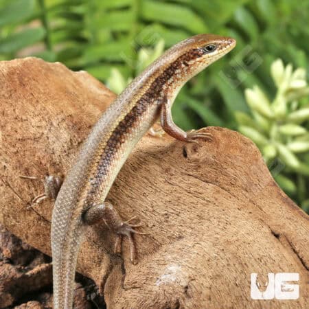 Red Sided Skinks For Sale - Underground Reptiles