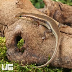 Baby Red Sided Skink