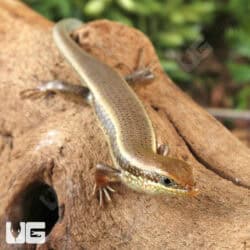 Red Sided Skinks For Sale - Underground Reptiles