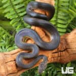 Baby Water Python (Liasis fuscus) For Sale - Underground Reptiles