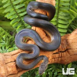 Baby Water Python (Liasis fuscus) For Sale - Underground Reptiles