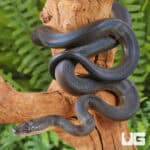 Baby Water Python (Liasis fuscus) For Sale - Underground Reptiles