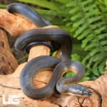 Baby Water Python (Liasis fuscus) For Sale - Underground Reptiles