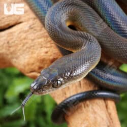 Baby Water Python (Liasis fuscus) For Sale - Underground Reptiles